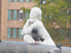 Columba livia domestica