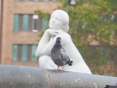 Columba livia domestica