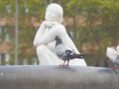 Columba livia domestica