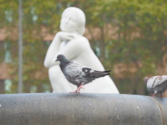 Columba livia domestica