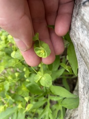 Tithymalus