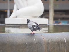 Columba livia domestica