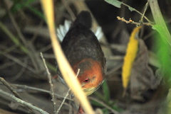 Laterallus leucopyrrhus