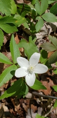Anemonoides quinquefolia