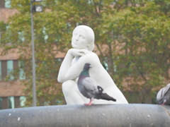 Columba livia domestica