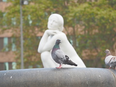 Columba livia domestica