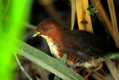 Laterallus leucopyrrhus