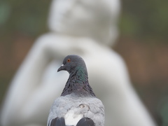 Columba livia domestica