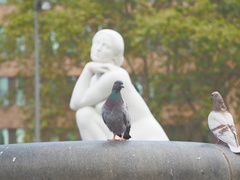 Columba livia domestica
