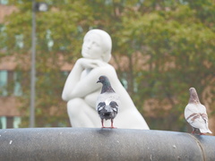 Columba livia domestica