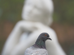 Columba livia domestica