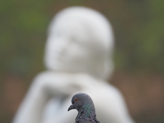 Columba livia domestica