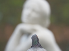 Columba livia domestica