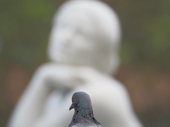 Columba livia domestica
