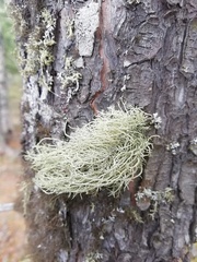Usnea