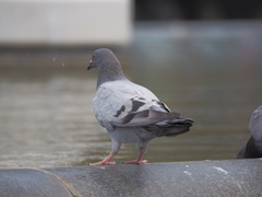 Columba livia domestica