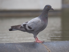 Columba livia domestica
