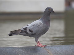 Columba livia domestica