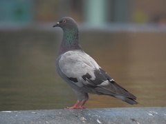 Columba livia domestica