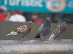 Columba livia domestica
