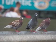 Columba livia domestica