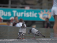 Columba livia domestica
