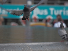 Columba livia domestica
