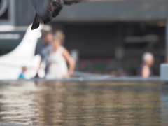 Columba livia domestica