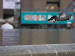 Columba livia domestica
