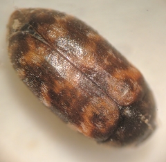 Trogoderma