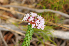 Agathosma ciliaris
