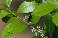 Chalybion zimmermanni