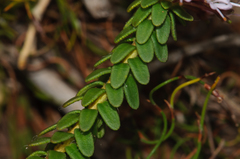 Agathosma ciliaris
