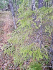 Picea obovata