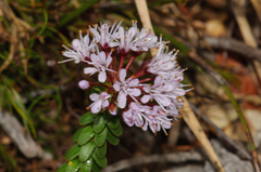 Agathosma ciliaris