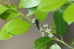 Chalybion zimmermanni