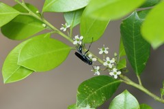 Chalybion zimmermanni