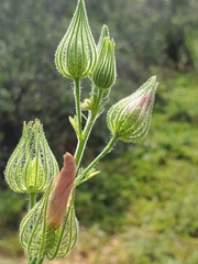 Pavonia clathrata