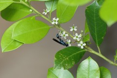 Chalybion zimmermanni