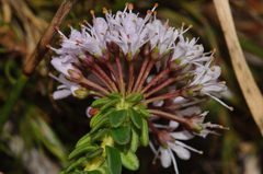 Agathosma ciliaris
