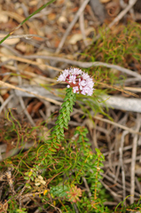Agathosma ciliaris