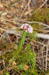 Agathosma ciliaris