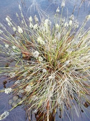 Eriophorum vaginatum