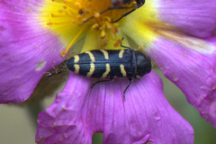 Acmaeodera quadrifasciata quadrifasciata