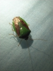 Pentatomidae