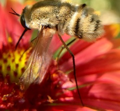 Heterostylum robustum