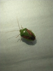Pentatomidae