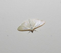 Diaphania costata