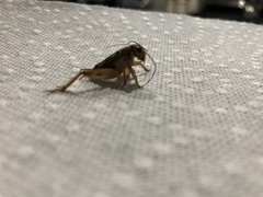 Anurogryllus arboreus