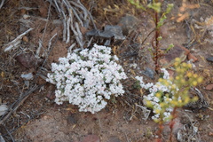 Eriogonum fastigiatum